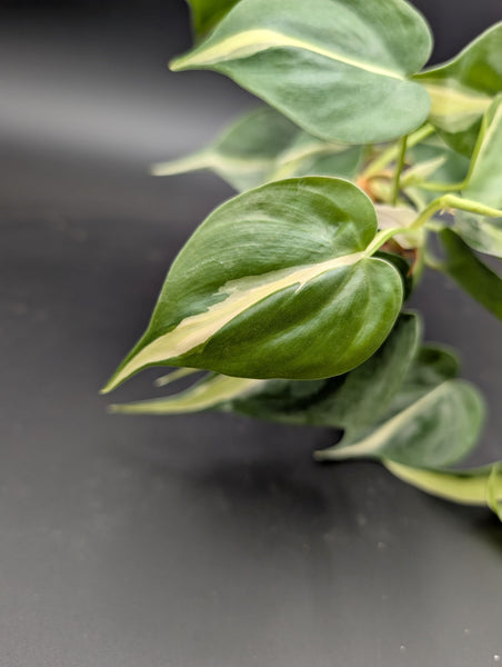 4" Philodendron 'Cream Splash'