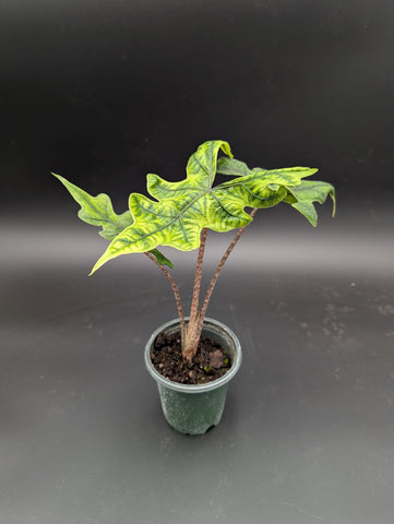 4" Alocasia Jacklyn