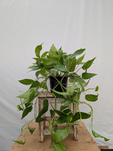6" Epipremnum Pinnatum ‘Aurea’ Juvenile