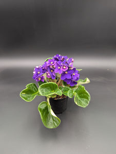 4" African Violet