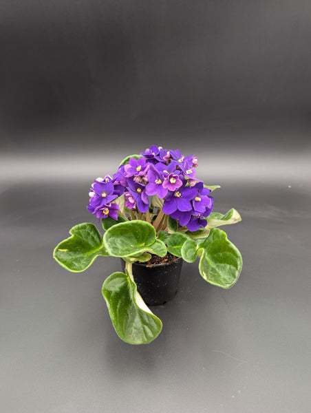 4" African Violet