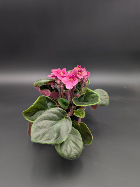 4" African Violet