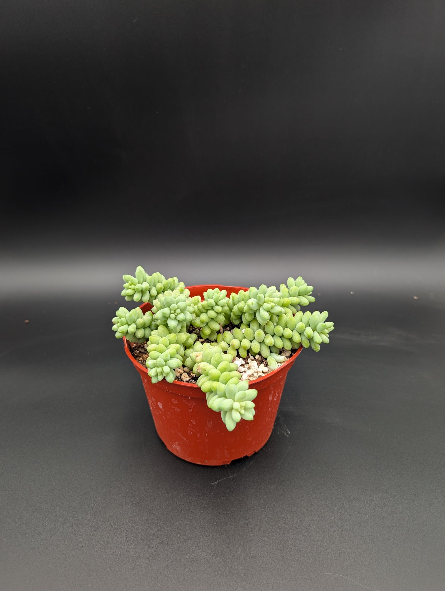 6in Burros Tail