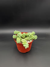 Load image into Gallery viewer, 6in Burros Tail
