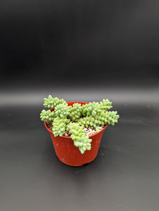 6in Burros Tail