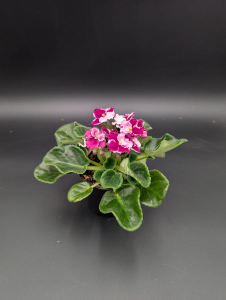 4" African Violet