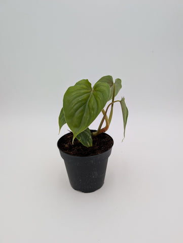 4" Philodendron Mamei Silver