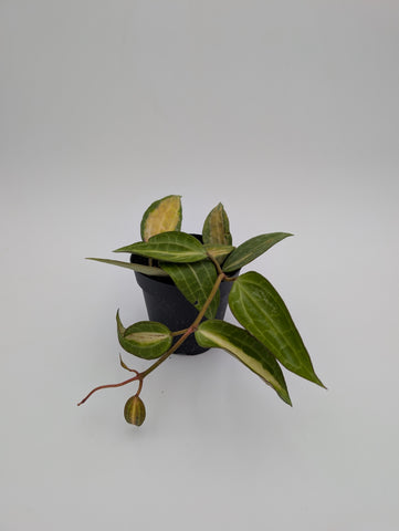 4" Hoya Macrophylla 'Pot of Gold'