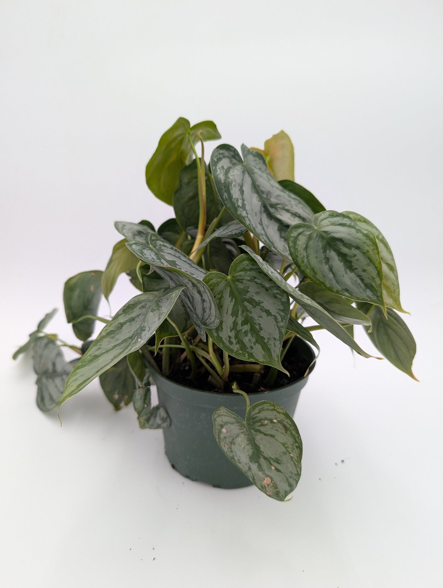 6" Philodendron Brandtianum