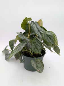 6" Philodendron Brandtianum