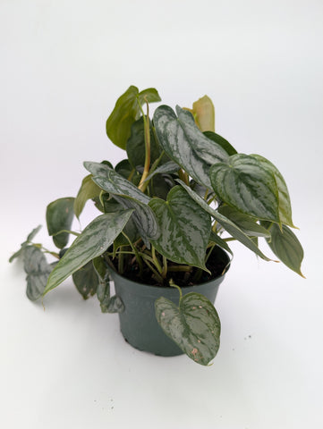 6" Philodendron Brandtianum