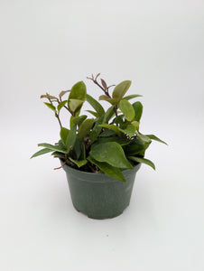 6" Hoya Carnosa Green