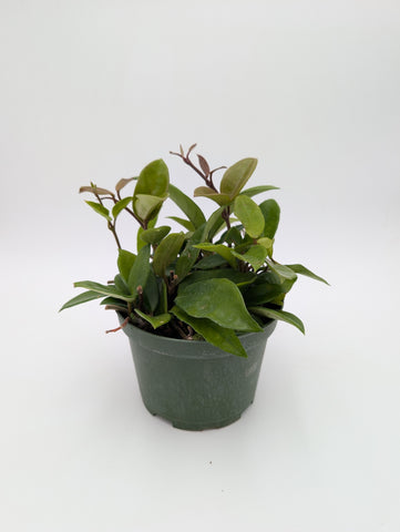 6" Hoya Carnosa Green