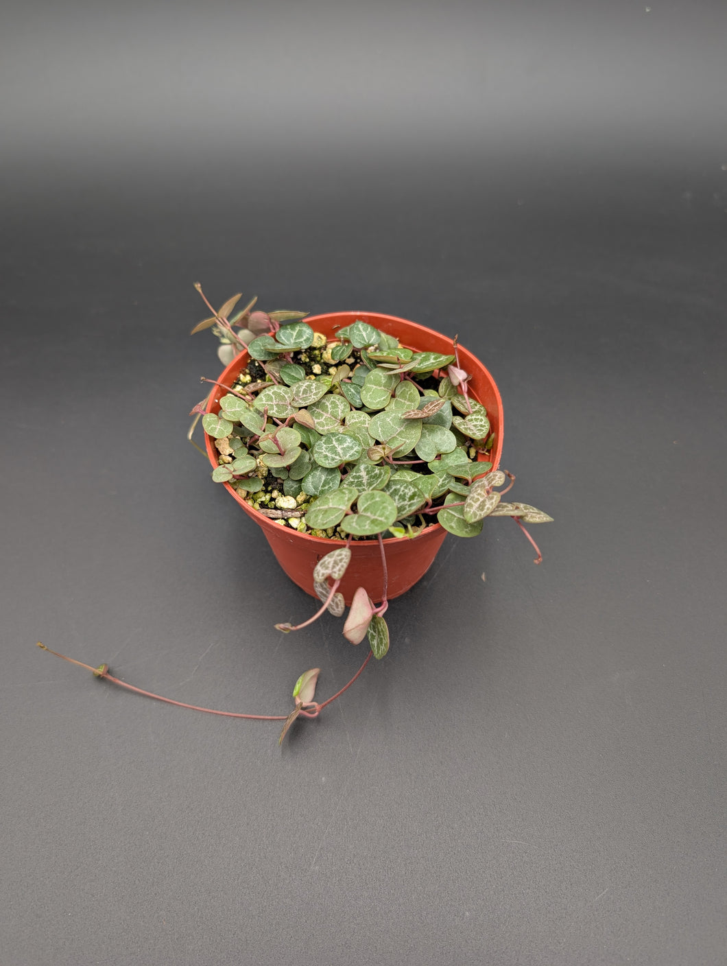 String of Hearts