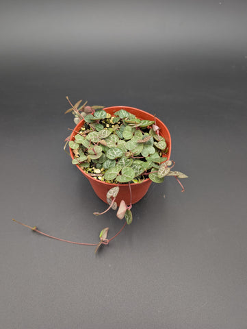 String of Hearts