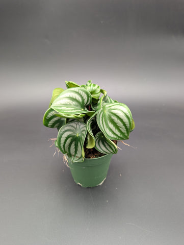 Watermelon Peperomia