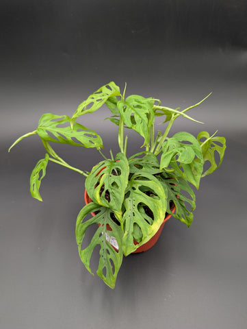 Monstera Adansonii