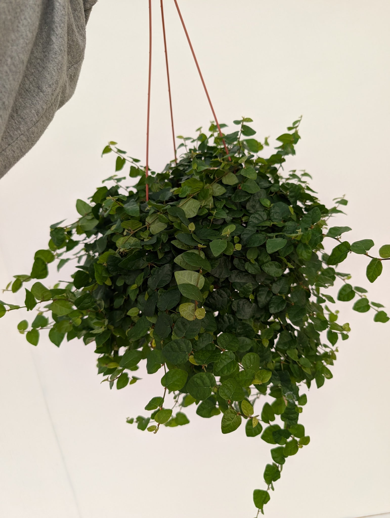 6" Hanging Creeping Fig