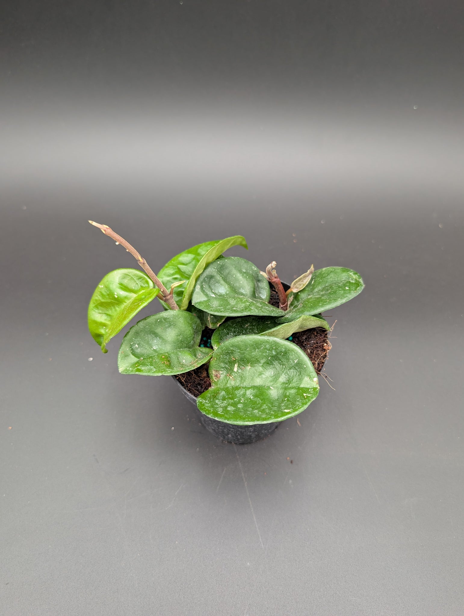 4" Hoya 'Krinkle'