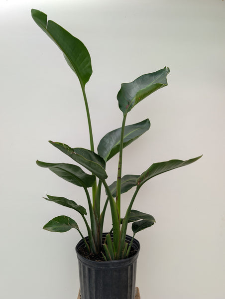 *Summer Sale* Select 3Gal Tropicals