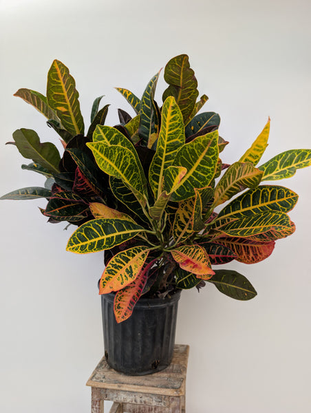 *Summer Sale* Select 3Gal Tropicals