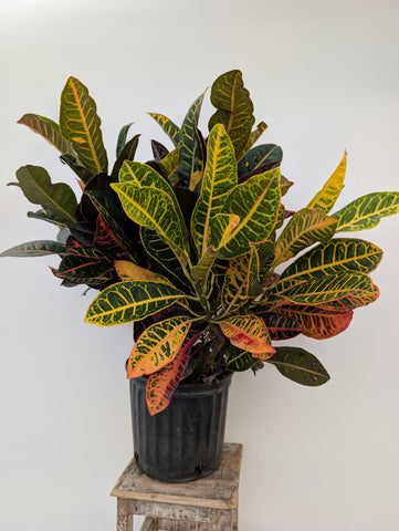 *Summer Sale* Select 3Gal Tropicals