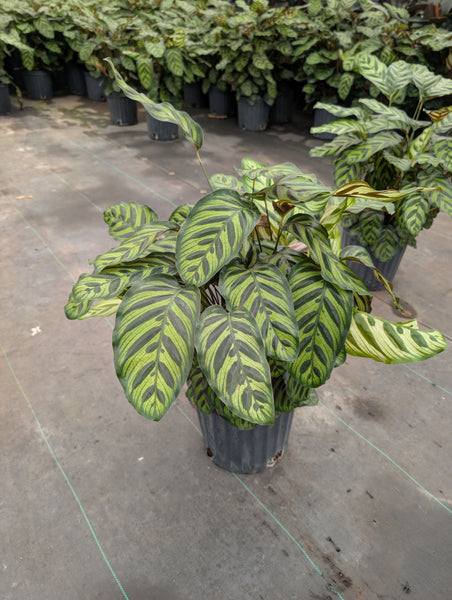 *Summer Sale* Select 3Gal Tropicals