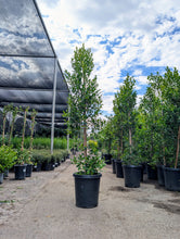 Load image into Gallery viewer, 15 gal Ficus Nitida Column
