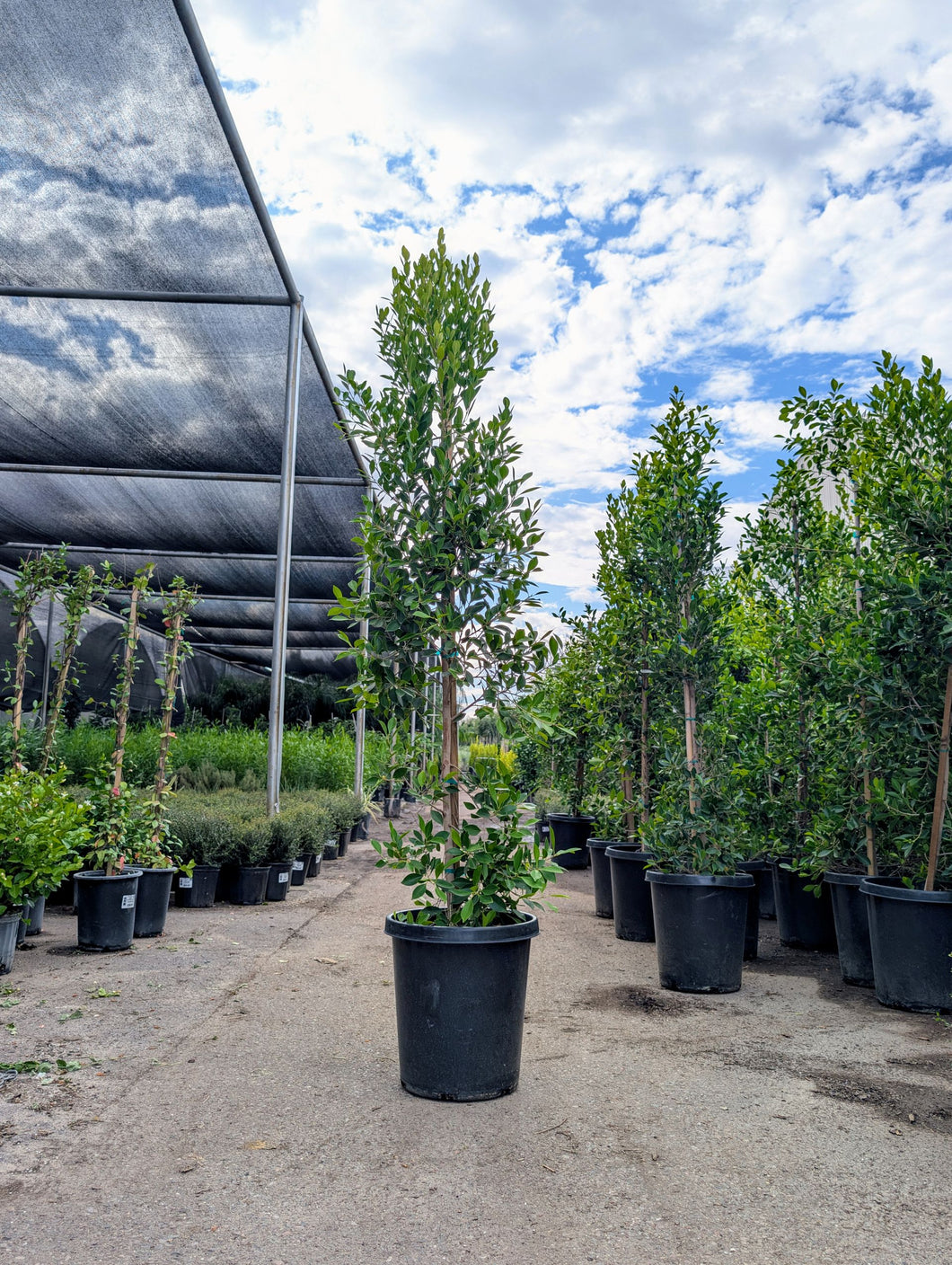 15 gal Ficus Nitida Column
