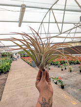 Load image into Gallery viewer, Tilandsia Capitata Peach
