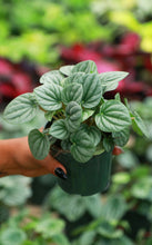 Load image into Gallery viewer, Peperomia Frost
