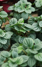 Load image into Gallery viewer, Peperomia Frost
