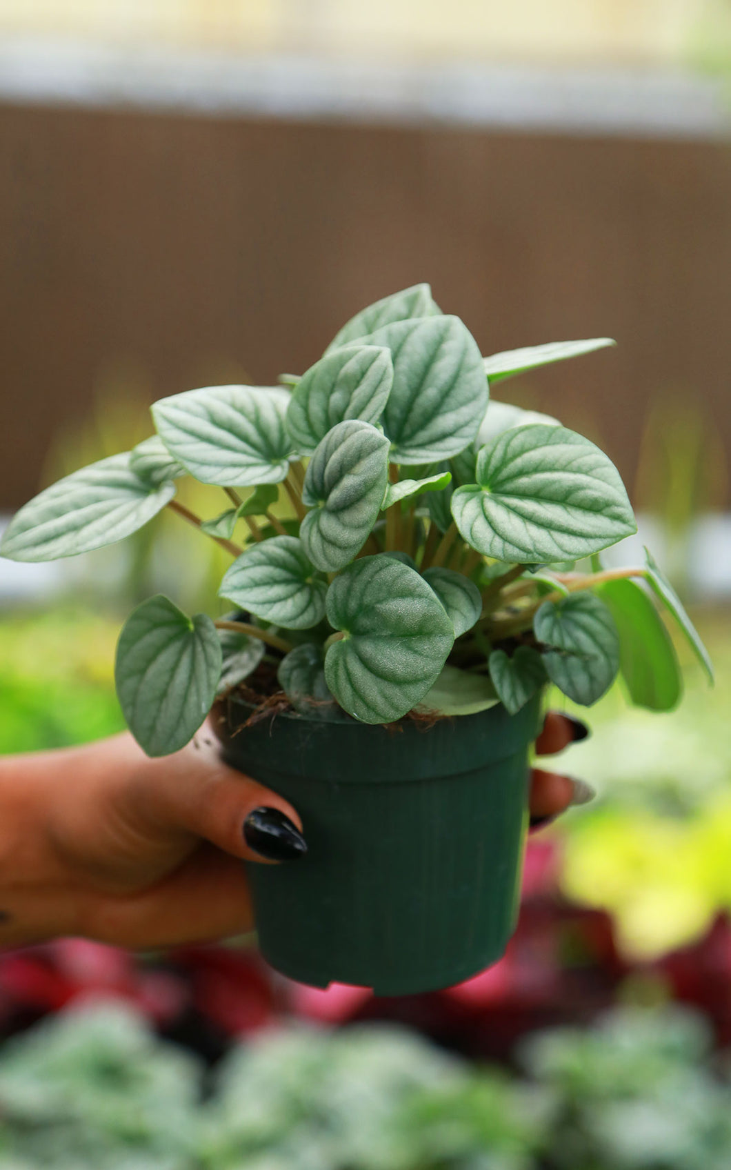 Peperomia Frost