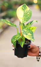 Load image into Gallery viewer, Philodendron ‘Green Congo Nuclear’ Variegated
