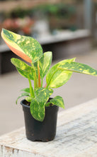 Load image into Gallery viewer, Philodendron ‘Green Congo Nuclear’ Variegated
