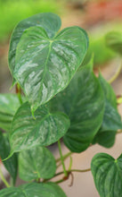 Load image into Gallery viewer, 5in Philodendron Majestic
