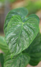 Load image into Gallery viewer, 5in Philodendron Majestic
