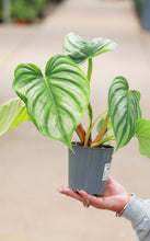 Load image into Gallery viewer, 5in Philodendron Pastazanum Silver Plowmanii

