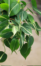 Load image into Gallery viewer, 8in Hanging Philodendron 'Silver Stripe'
