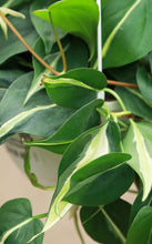 Load image into Gallery viewer, 8in Hanging Philodendron 'Silver Stripe'
