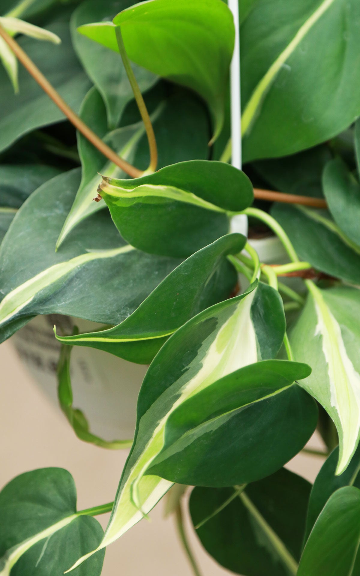 Philodendron Silver Stripe | Variegated Philodendron | AZ Nursery  The  Plant Stand of Arizona