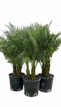 Load image into Gallery viewer, 7 gal Pygmy Date Palm
