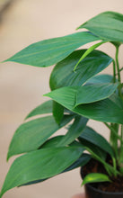 Load image into Gallery viewer, 5in Rhaphidophora Decursiva
