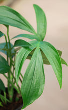 Load image into Gallery viewer, 5in Rhaphidophora Decursiva
