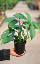 Load image into Gallery viewer, 5in Rhaphidophora Decursiva
