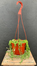 Load image into Gallery viewer, 6&quot; Hanging Succulents
