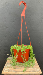 6" Hanging Succulents