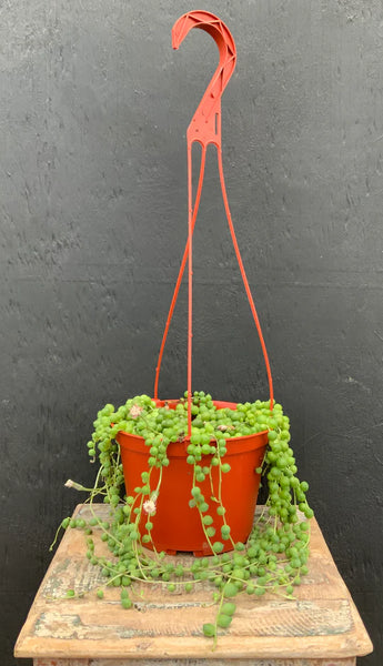 6" Hanging Succulents
