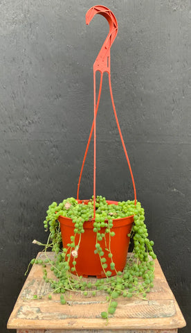6" Hanging Succulents
