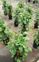 Load image into Gallery viewer, Syngonium Arrowhead Podophylum on totem
